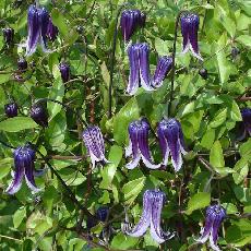 Clematis  'Roguchi'