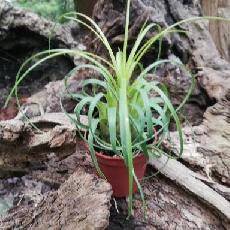 Vriesea correia araujoi