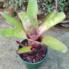 Neoregelia 'Dens x Marble Thoat'