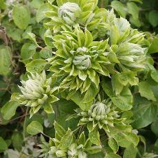 Clematis  'Green Passion®ZO 11050'