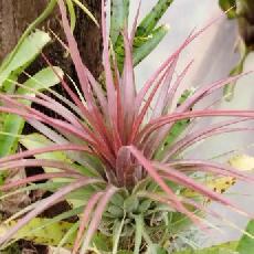 Tillandsia Rainforest Red