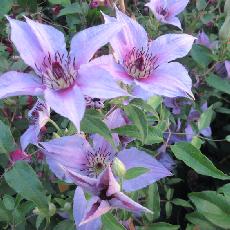 Clematis  'Proud Mary®ZObast'