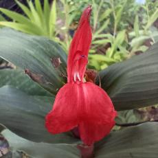 Roscoea purpurea f. rubra  ''Red Gurkha''