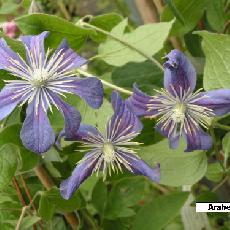 Clematis  'Arabella'