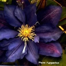 Clematis  'Beauty Of Worcester'