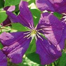 Clematis viticella  'Etoile Violette'