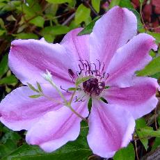 Clematis  'Nelly Moser'