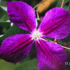 Clematis  'Star Of India'