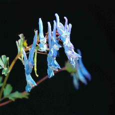 Corydalis flexuosa