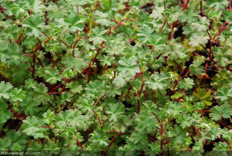 Alchemilla Ellenbeckii