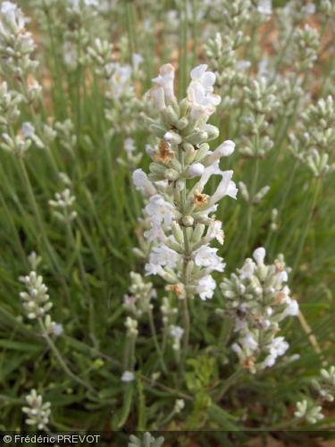 Lavandula x intermedia 'Alba' Lavandula x intermedia 'Alba'