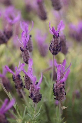 Lavandula pedunculata Lavandula stoechas subsp. pedunculata