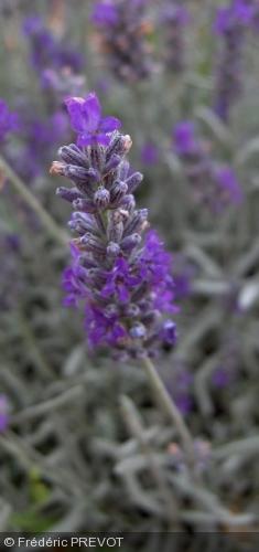 Lavandula x chaytorae 'Richard Gray' Lavandula x chaytorae 'Richard Gray'