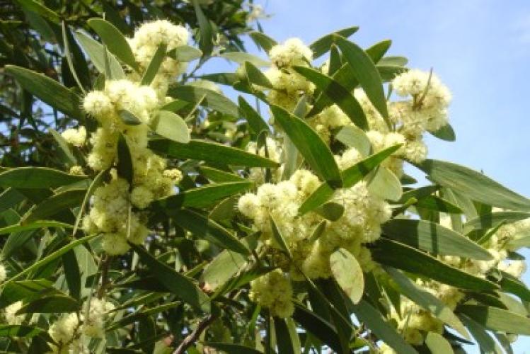 Acacia melanoxylon