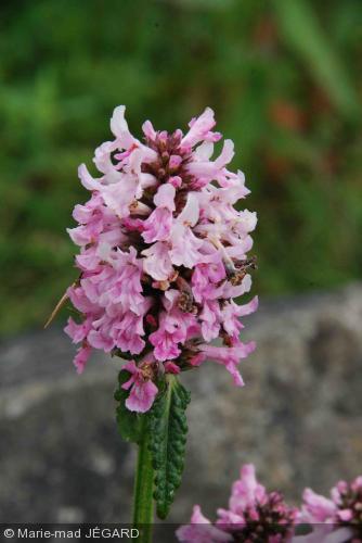 stachys officinalis rosea