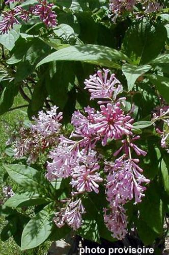 Syringa villosa