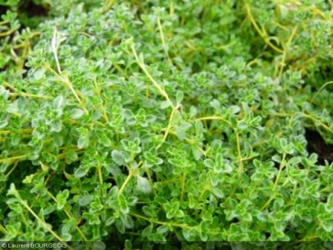 Thym serpolet blanc (Thymus serpyllum var. albus). Arom'antique.