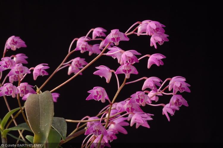 Dendrobium kingianum