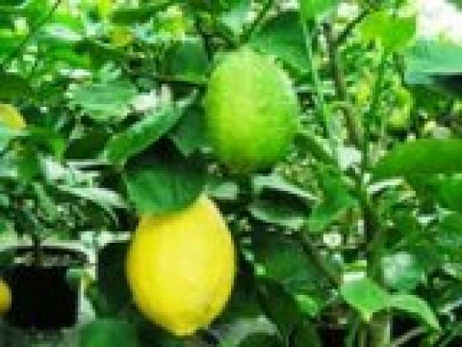 Citrus limon  'Malaga'