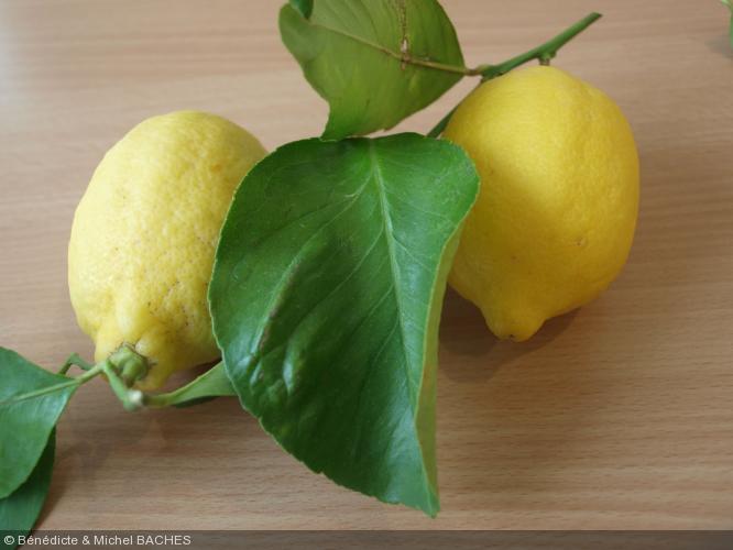 Citrus limon  'Menton'