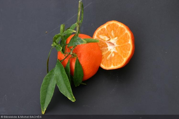 Citrus reticulata  'Oronules'