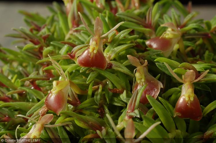 Epidendrum porpax