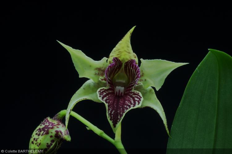 Dendrobium 'La Maripontaine'