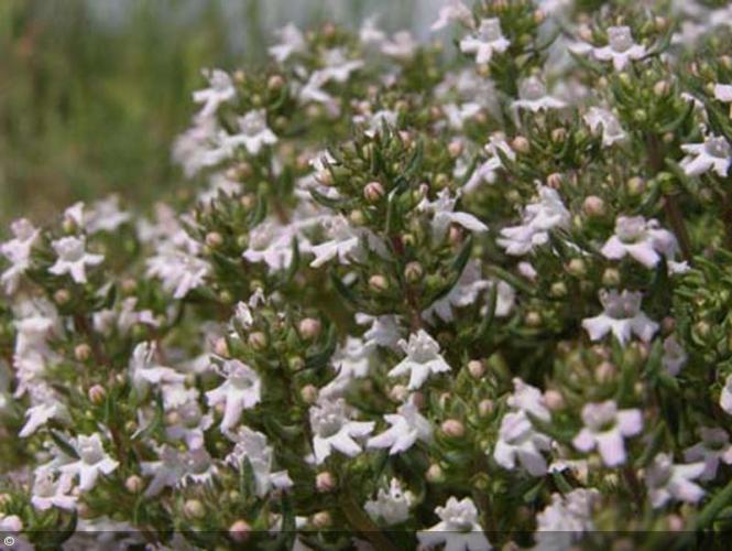 Thym rouge, Thymus zygis. Arom'antique, 400 aromatiques bio.