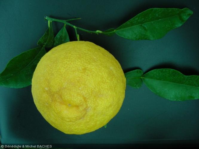 Citrus wilsonii  'Ichang lemon'