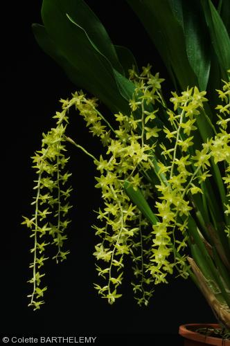 Dendrochilum abbreviatum