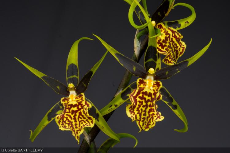X Brascidostele 'Gilded Tower 'Mystic Maze'