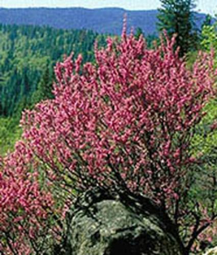 Cercis occidentalis