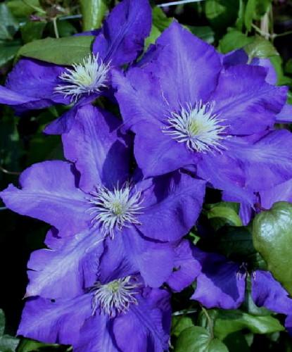 Clematis  'Lady Betty Balfour'