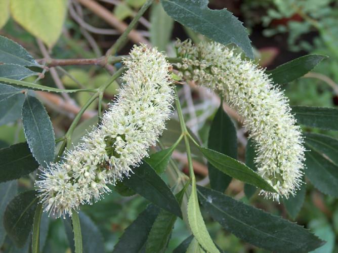 Cunonia capensis