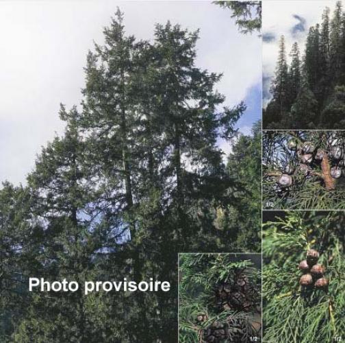 Cupressus torulosa