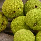 Maclura pomifera