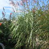 Miscanthus sinensis var. condensatus  'Cosmopolitan'