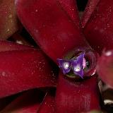 Neoregelia  'Fireball'