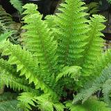 Polystichum aculeatum