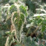 Polystichum polyblepharum