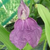 Roscoea alpina