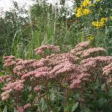 Sedum  'Matrona'