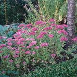 Sedum  'Herbstfreude'