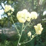 Thalictrum flavum subsp. glaucum