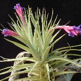 Tillandsia aeranthos