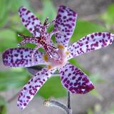 Tricyrtis  'Empress'