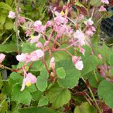 Begonia grandis subsp. evansiana