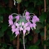 Allium cernuum  'Hidcote'