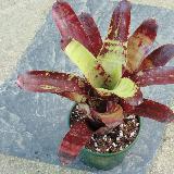 Neoregelia 'Gazpacho'