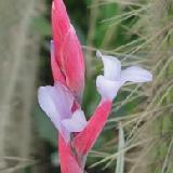 Tillandsia ixioides x aeranthos